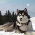 Alaskan Malamute
