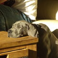 Duitse Dog