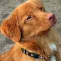 Nova Scotia Duck Tolling Retriever