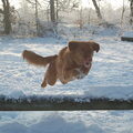 Nova Scotia Duck Tolling Retriever