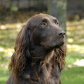 Duitse Staande Hond, Langhaar