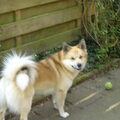 IJslandse Hond