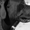 Cane Corso Italiano