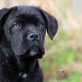 Cane Corso Italiano