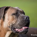 Cane Corso Italiano