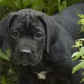 Cane Corso Italiano
