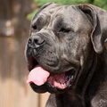 Cane Corso Italiano