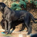 Cane Corso Italiano