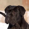 Cane Corso Italiano