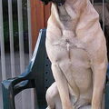Cane Corso Italiano