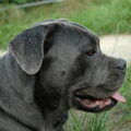 Cane Corso Italiano