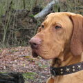 Vizsla (Hongaarse staande hond)