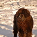 Newfoundlander