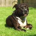 American Staffordshire Terrier