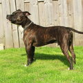 American Staffordshire Terrier