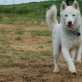 Siberische Husky
