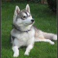 Siberische Husky