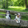 Australian Shepherd