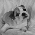 Engelse Bulldog