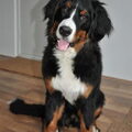 Berner Sennenhond