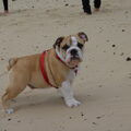 Engelse Bulldog