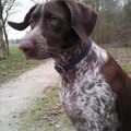 Duitse Staande Hond, Korthaar