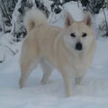 Noorse Buhund
