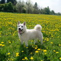Noorse Buhund