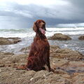 Ierse Setter