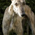 Greyhound