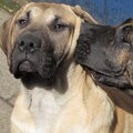 Dogo Canario