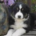 Australian Shepherd