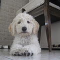 Labradoodle