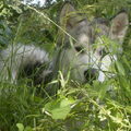 Alaskan Malamute