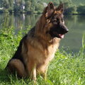 Duitse Herder