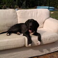 Duitse Dog