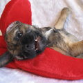 Border Terrier