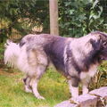 Kaukasische Owcharka