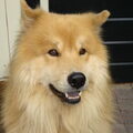 Eurasier