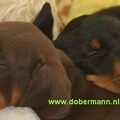 Dobermann