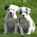 Amerikaanse Bulldog