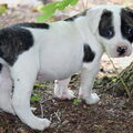 Amerikaanse Bulldog