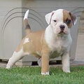 Amerikaanse Bulldog