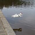 Jack Russell Terrier
