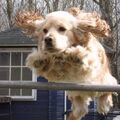 Engelse Cocker Spaniel