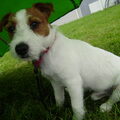 Jack Russell Terrier