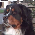 Berner Sennenhond