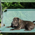 Shar Pei