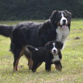 Berner Sennenhond