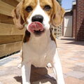 Beagle